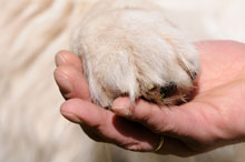 Eine menschliche Hand hält eine Hunde-Pfote